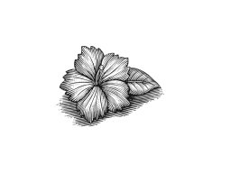 hibiscus art